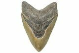 Fossil Megalodon Tooth - North Carolina #272400-1